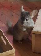 Chinchillas Damen suchen ein neues Zuhause