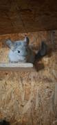 Chinchillas Damen suchen ein neues Zuhause