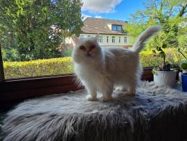 Liebevolle weiße Perserkatze sucht ein neues Zuhau