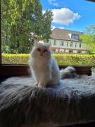 Liebevolle weiße Perserkatze sucht ein neues Zuhau