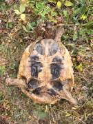 griechische Landschildkröte