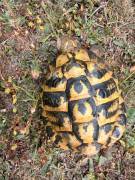 griechische Landschildkröte