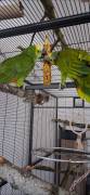 Pärchen Amazonen Papageien 