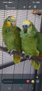 Pärchen Amazonen Papageien 