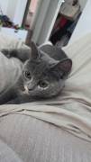 Bkh Kitten 