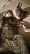 Bkh Kitten 