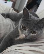 Bkh Kitten 