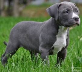 Pit Bull - blue line welpen ...