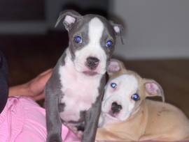 Pit Bull - blue line welpen ...
