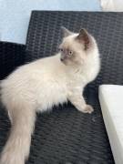 Wunderschöne , reinrassige Kitten abzugeben !