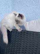Wunderschöne , reinrassige Kitten abzugeben !