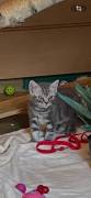 Wunderschöne , reinrassige Kitten abzugeben !