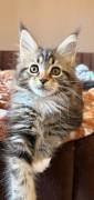 Maine Coon Mädels