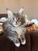 Maine Coon Mädels
