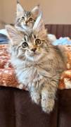 Maine Coon Mädels