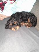 Cavapoo King Charles Welpen Cavapoo 