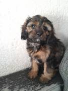 Cavapoo King Charles Welpen Cavapoo 