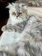 Scottish Fold Mix Katze grau 1,5 Jahre alt 