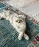 Scottish Fold Mix Katze grau 1,5 Jahre alt 