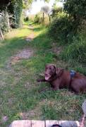 Mischlingsmädchen Labrador/Weimeraner 