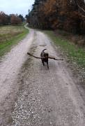 Mischlingsmädchen Labrador/Weimeraner 