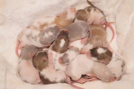 Rattenbabys aus liebevoller Zucht
