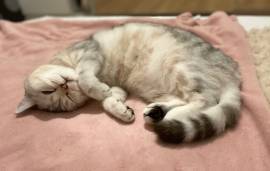 BKH Katze Luna❤️ weiblich 2 Jahre und 6 Monate 