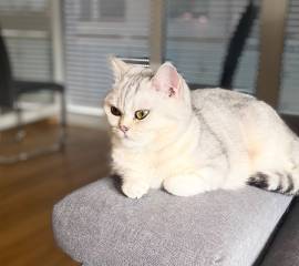 BKH Katze Luna❤️ weiblich 2 Jahre und 6 Monate 