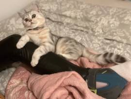 BKH Katze Luna❤️ weiblich 2 Jahre und 6 Monate 