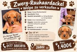 Dackel Welpe Rauhaar Zwergdackel 