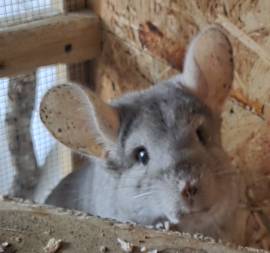 Chinchillas Damen suchen ein neues Zuhause