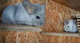 Chinchillas Damen suchen ein neues Zuhause