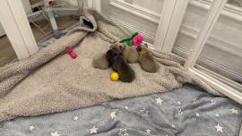 Französische Bulldoggen Welpen 