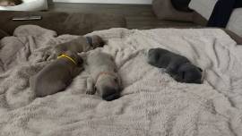 Französische Bulldoggen Welpen 