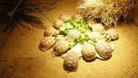 Testudo Kleinmanni Nachzuchten 2026