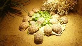 Testudo Kleinmanni Nachzuchten 2026