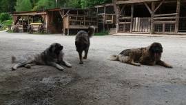 Herdenschutzhunde Welpen, Kaukasischer Owtscharka,