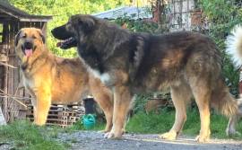 Herdenschutzhunde Welpen, Kaukasischer Owtscharka,
