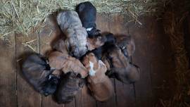 Herdenschutzhunde Welpen, Kaukasischer Owtscharka,