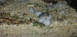 Hamster-Babys 