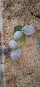 Hamster-Babys 