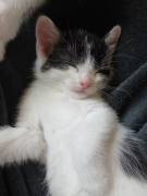 Baby katze suchen ein neues zu hause 