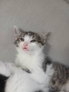 Baby katze suchen ein neues zu hause 
