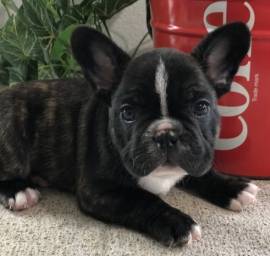 Französische Bulldoggenwelpen, ab heute verfügbar!