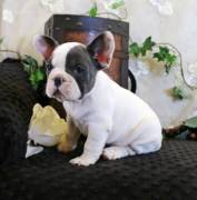 Französische Bulldoggenwelpen, ab heute verfügbar!