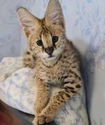 Wunderschöne Serval-Kätzchen verfügbar