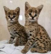 Wunderschöne Serval-Kätzchen verfügbar