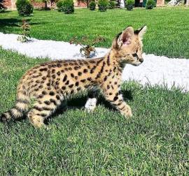 Wunderschöne Serval-Kätzchen verfügbar