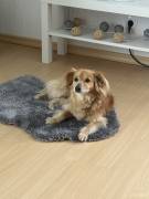 Chico sucht neues Zuhause