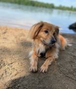 Chico sucht neues Zuhause